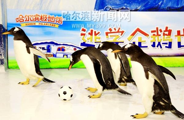 企鹅足球直播间_企鹅足球