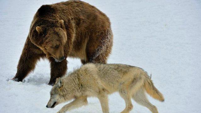 灰熊和太阳_灰熊vs森林狼